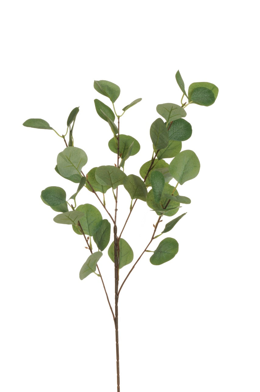 Græn eucalyptus grein