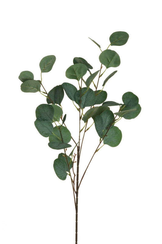 Dökkgræn eucalyptus grein