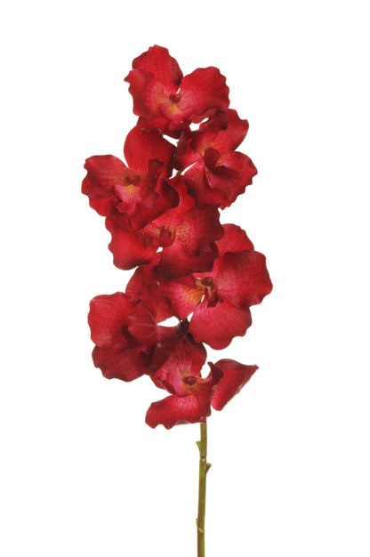 Rauð orkidea