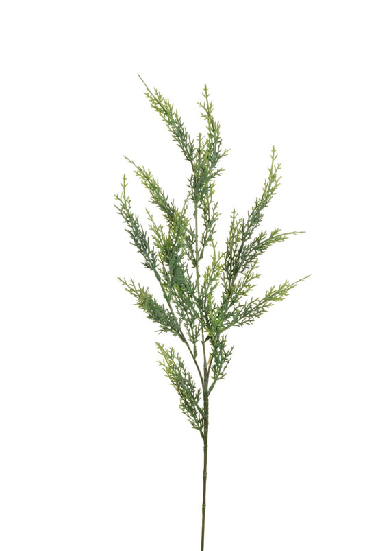 Græn cypress grein