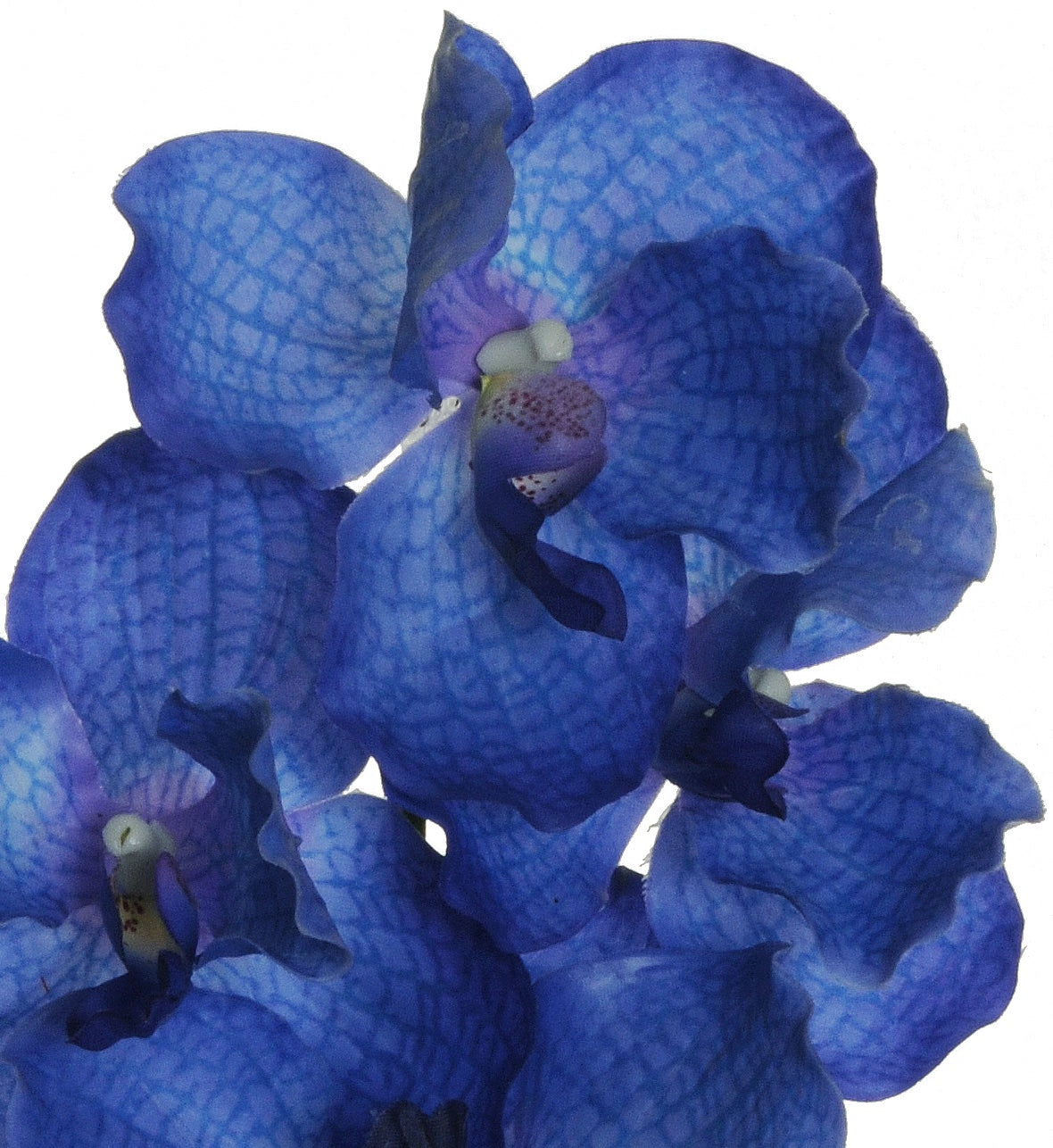 Blá orkidea